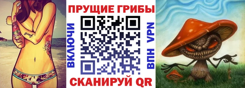 Псилоцибиновые грибы Psilocybine cubensis  блэк спрут как зайти  Волгодонск 